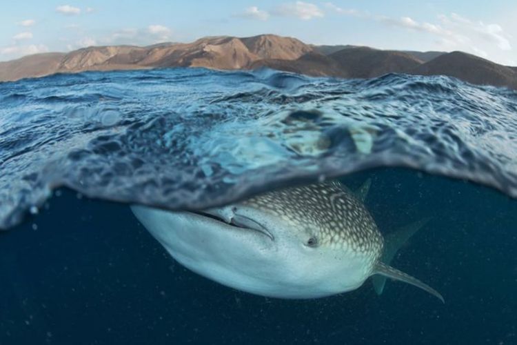 Laut-Laut Arab, Tempat Pujangga Menyanjung, Pengusaha Menguras dan Aktivis Melestarikan