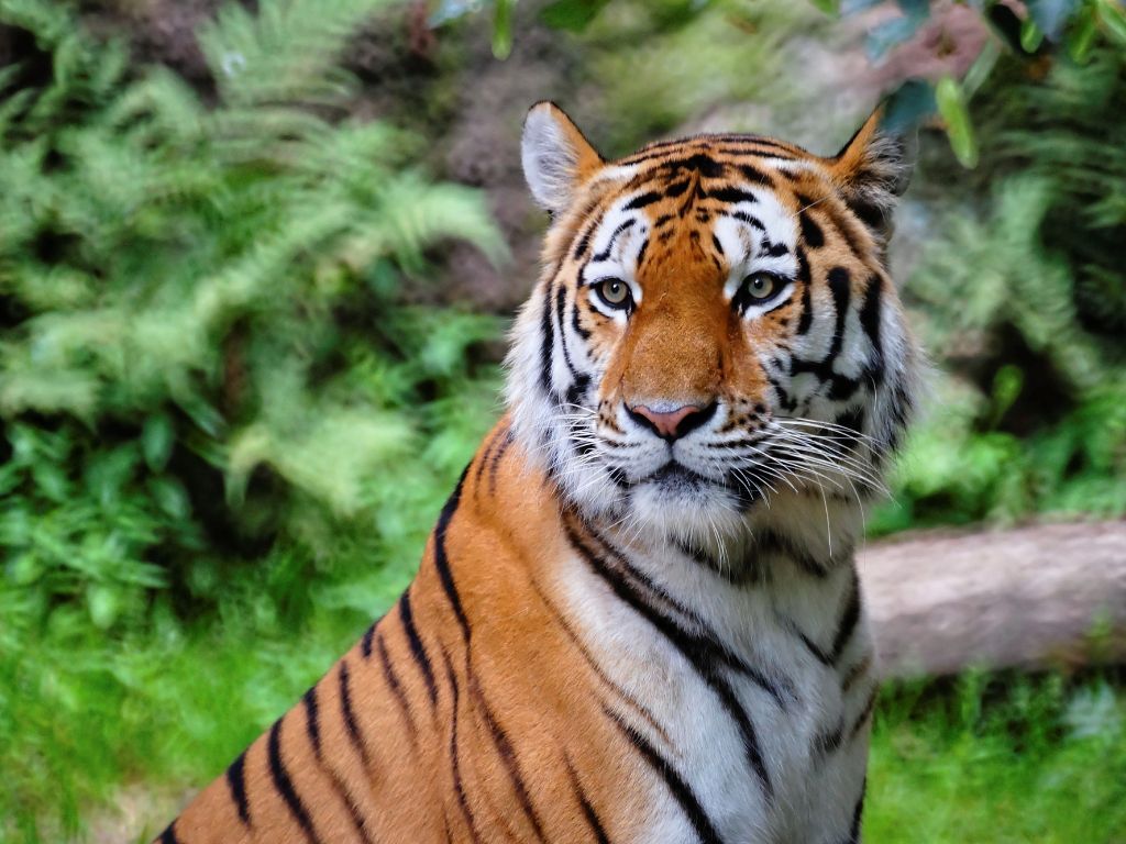 Peneliti Sebut Analisis DNA Mirip Harimau Jawa yang  Telah Punah, Indikasi Masih Ada?