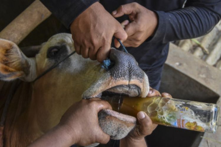Jelang Idul Adha, Ketua DPR Desak Pemerintah Cepat Tangani Wabah PMK
