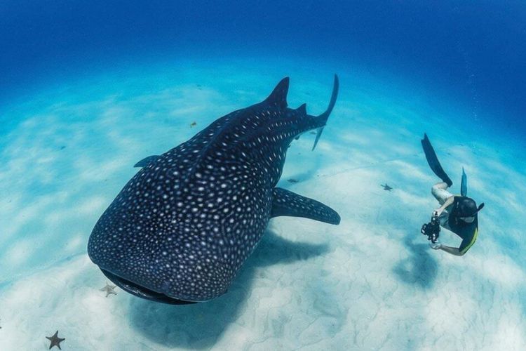 Fakta Hiu Paus, Ikan Terbesar di Dunia yang Beratnya Bisa Capai Berton-ton