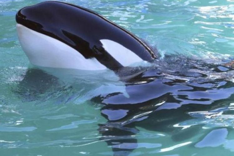 Suntik Mati Paus Orca yang Terdampar di Sungai Seine Prancis, Sudah Tepatkah?