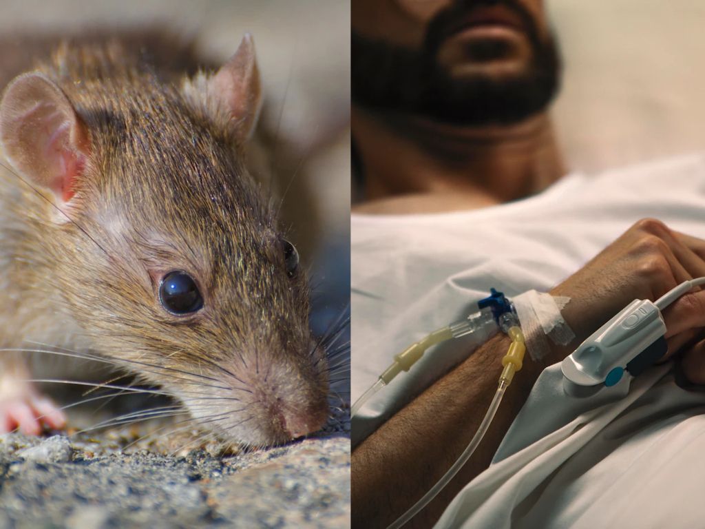 Awas! Bahaya Leptospirosis, Penyakit yang Timbul Akibat Kotoran Tikus