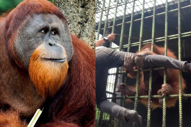 Fakta Menarik Orangutan, Punya Lengan Panjang hingga Penyuka Buah Durian