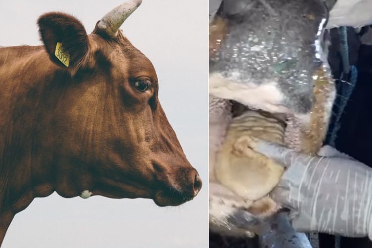 Penampakan Lidah Sapi yang Terkelupas Akibat Kena Virus PMK, Kenali Gejala Lainnya