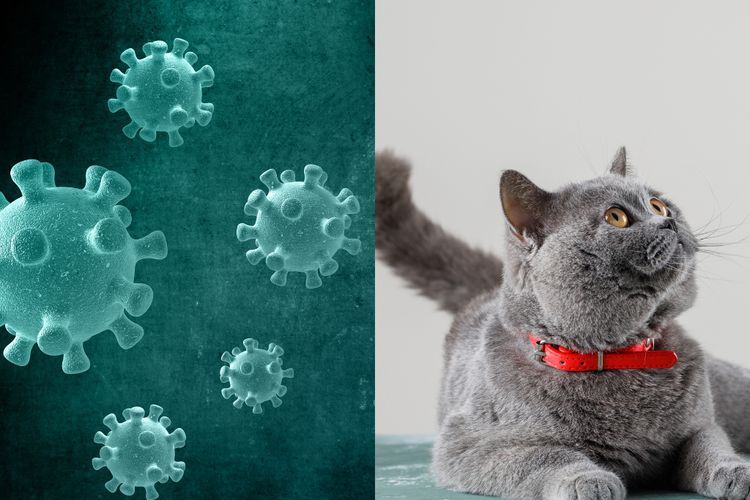 Kasus Penularan COVID-19 dari Kucing ke Manusia Ditemukan untuk Pertama Kalinya
