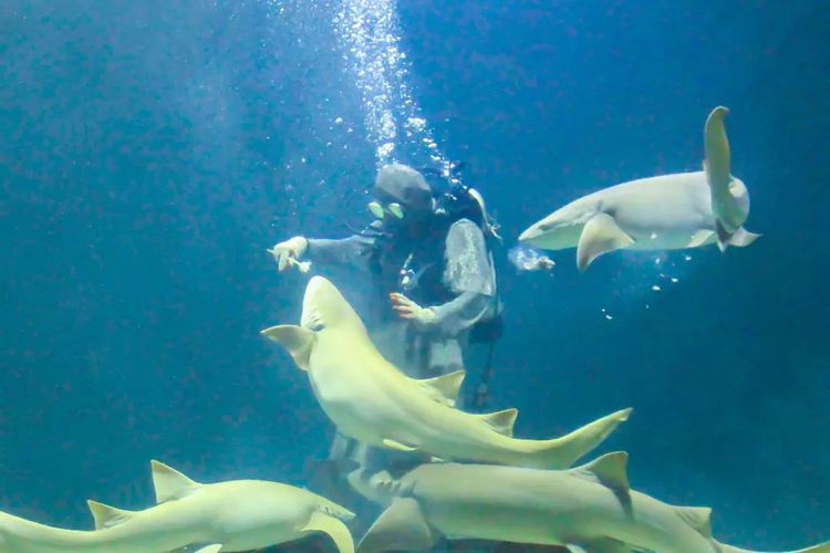Sea World Ancol hingga Jakarta Aquarium Rekomendasi Tempat Wisata saat Musim Hujan