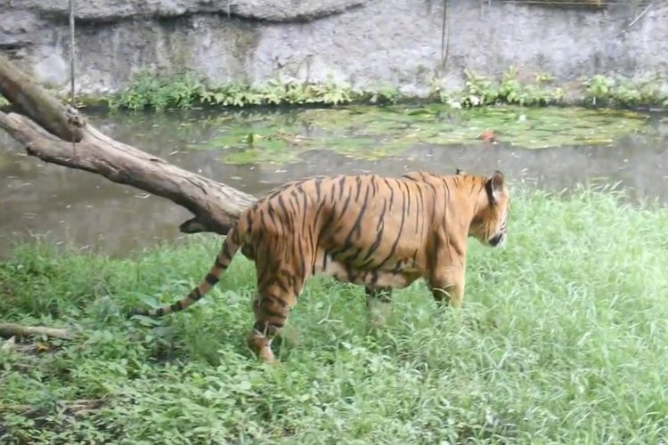 Bertatap Muka dengan Harimau Sumatera Tanpa Rasa Khawatir, Mau Coba?