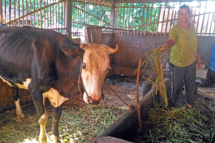 Gegara Kotoran Sapi Warga Kampung Ini Enggak Lagi Beli Gas Elpiji