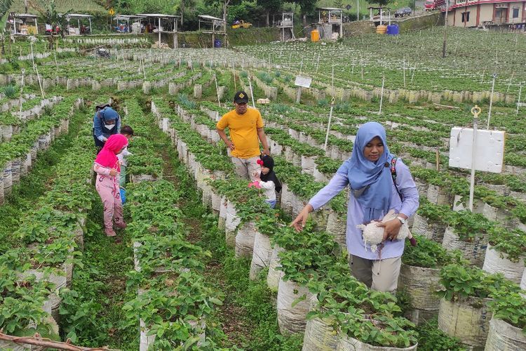 Seru! Sensasi Petik Strawberry di Lereng Gunung Lawu, Bisa Icip Sambil Foto-foto 