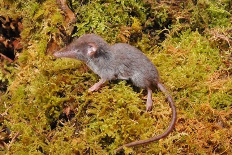 14 Spesies Hewan Endemik Baru Ditemukan di Sulawesi, Jadi Penemuan Terbesar bagi Indonesia