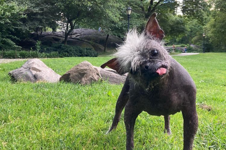 Fakta Pemenang Kontes Anjing Terjelek di Dunia, Nama Mr Happy Face tapi Berwajah Cemberut