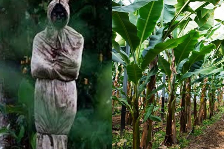 3 Mitos Hantu Paling Aneh di Indonesia, Pohon Pisang Bisa Jadi Rumah Pocong dan Kuntilanak
