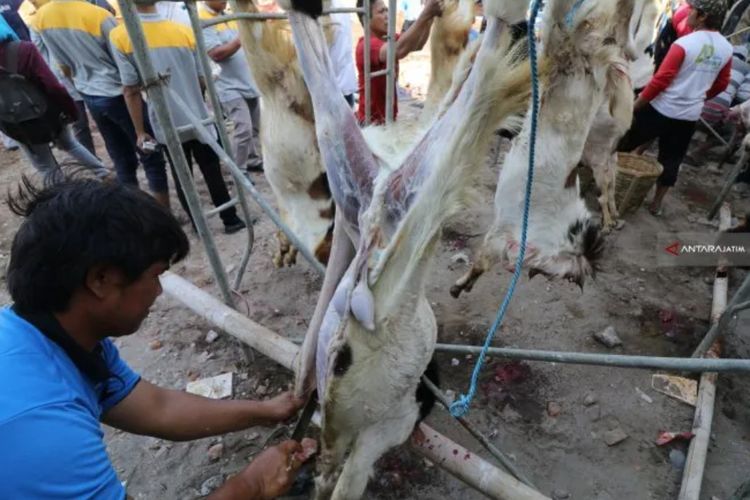 Hukum Memberi Upah Tukang Jagal dan Panitia dengan Daging Hewan Kurban, Ini Kata UAS