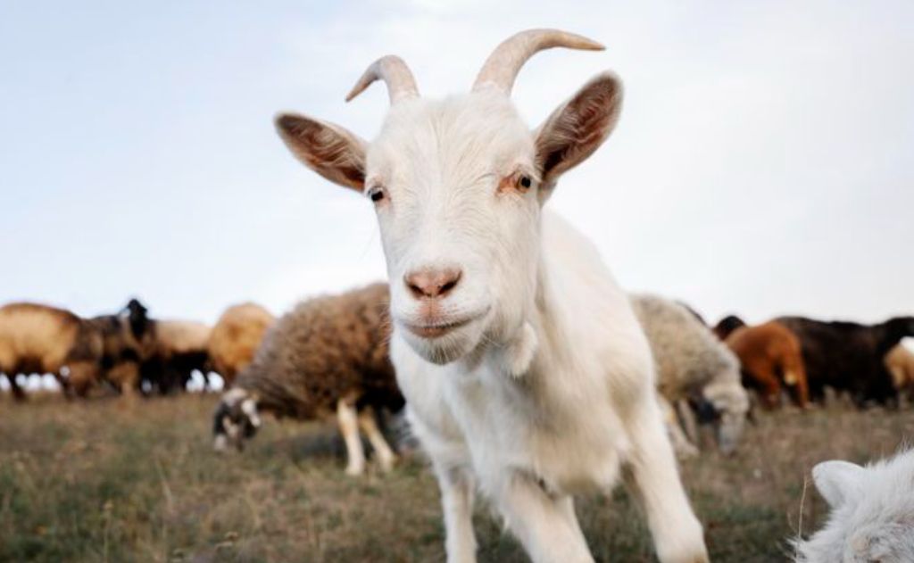 7 Arti Mimpi Memelihara Kambing Menurut Primbon Jawa