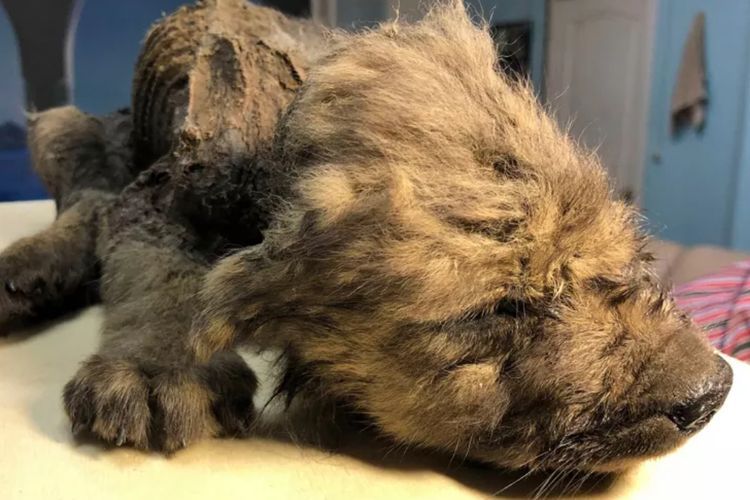 Mumi Anak Anjing yang Membeku Selama 18.000 Tahun Ini Ternyata Serigala