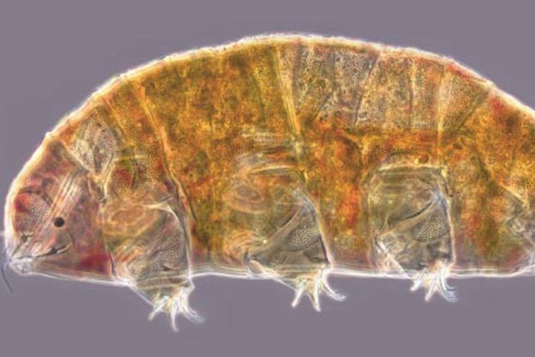 Wow! Ilmuwan Temukan Spesies 'Hewan Abadi' Tardigrade di Kyrgyzstan, Mirip Beruang Air