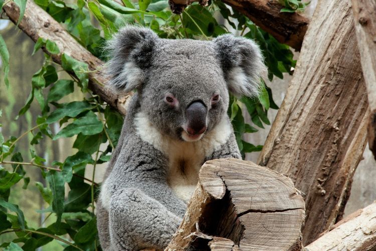 Penyebab Australia Kehilangan Lebih Banyak Spesies Mamalia Dibandingkan dengan Benua Lain