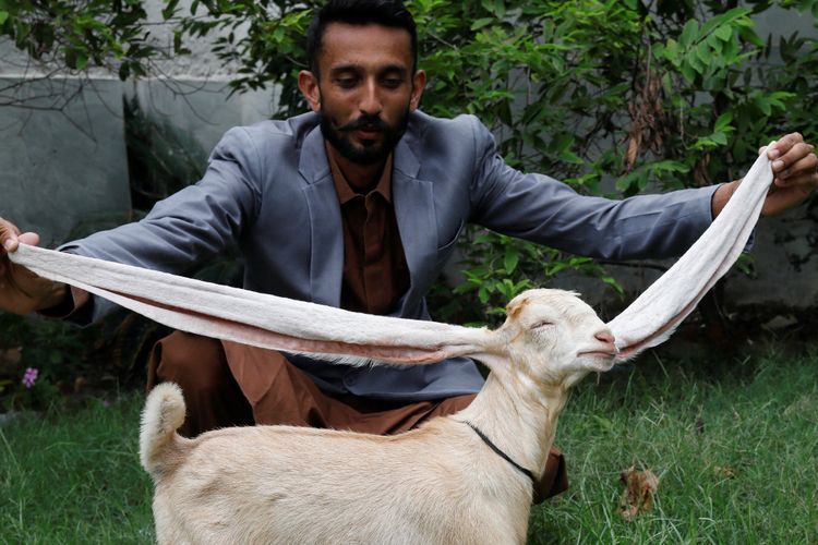 Inilah Simba, Kambing Pakistan yang Punya Telinga Sepanjang 56 Sentimeter