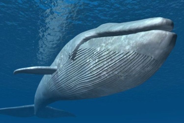 Mengapa Tubuh Ikan Paus Cenderung Berukuran Raksasa? Berikut Alasan Lengkapnya