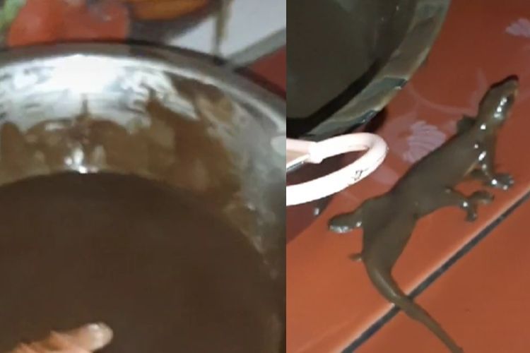 Iyuh! Cicak Nyemplung ke Adonan Coklat Piscok, Warganet: Nangis Banget