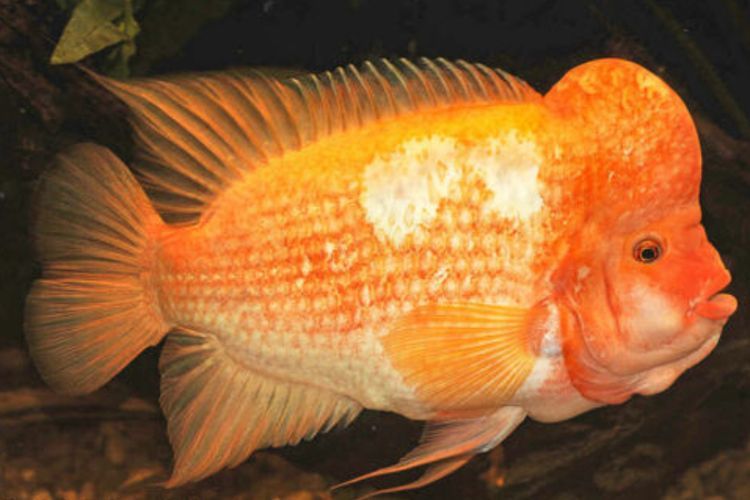 Fakta-Fakta Red Devil, IKan Ganas yang Menguasai Danau Toba, Ternyata Bisa Hidup 12 Tahun!