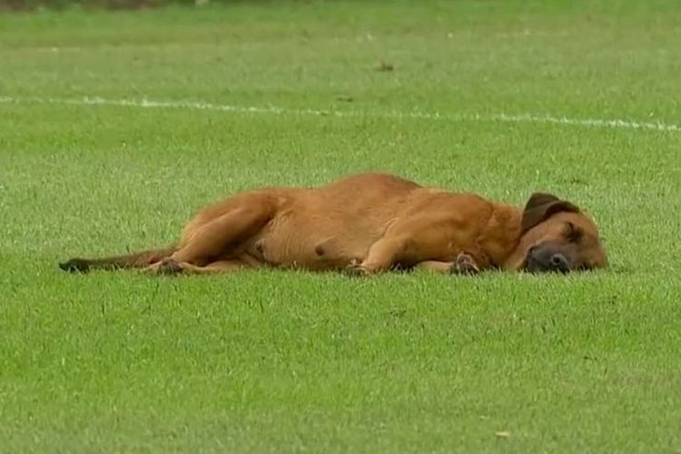 Unyu! Seekor Anjing Tidur Siang di Tengah Lapangan saat Pertandingan Liga Paraguay