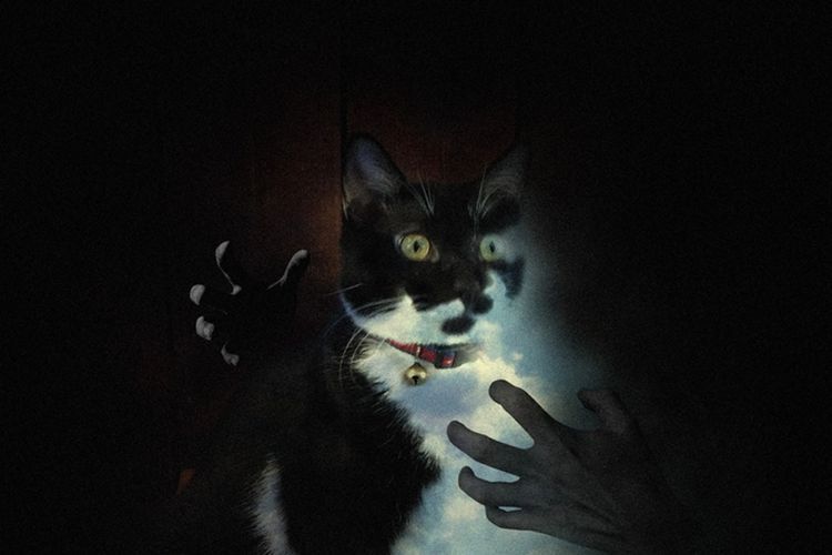 Keajaiban Kucing Menurut Primbon Jawa, Konon Bisa Mendeteksi Bencana dan Menangkal Santet