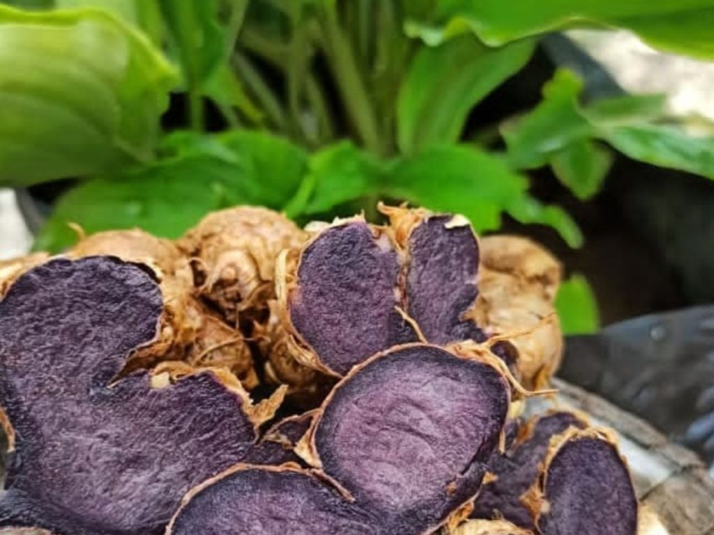 Jarang Diketahui, Ini Manfaat Kunyit Hitam untuk Kesehatan Tubuh