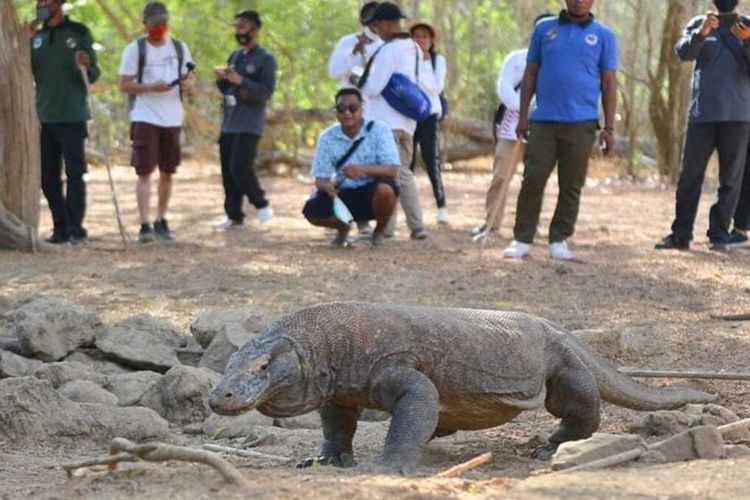Diisukan Monopoli Jasa Wisata Masuk Pulau Komodo, Ini Kata Flobamor BUMD NTT