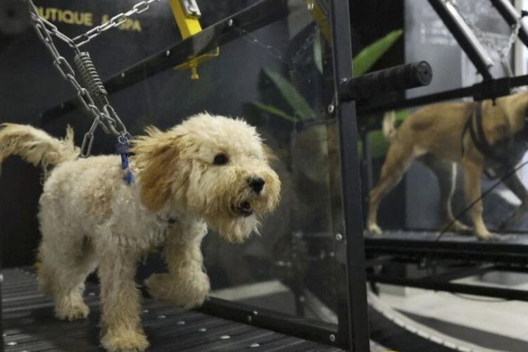 Anjing Olahraga di Gym Khusus Hindari Cuaca Panas di UEA, Pemilik Rela Rogoh Kocek