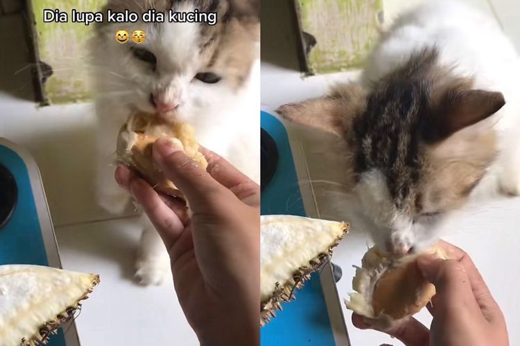  Lupa Jati Diri! Kucing Ini Doyan Makan Buah Durian, Melawan Hukum Alam