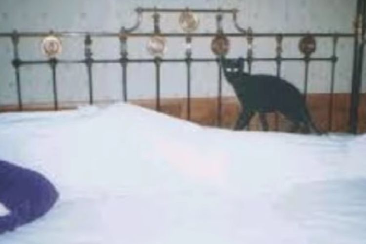 Konon Katanya Mayat yang Dilangkahi Kucing Hitam Bisa Bangkit dan Hidup Kembali, Apa Iya?