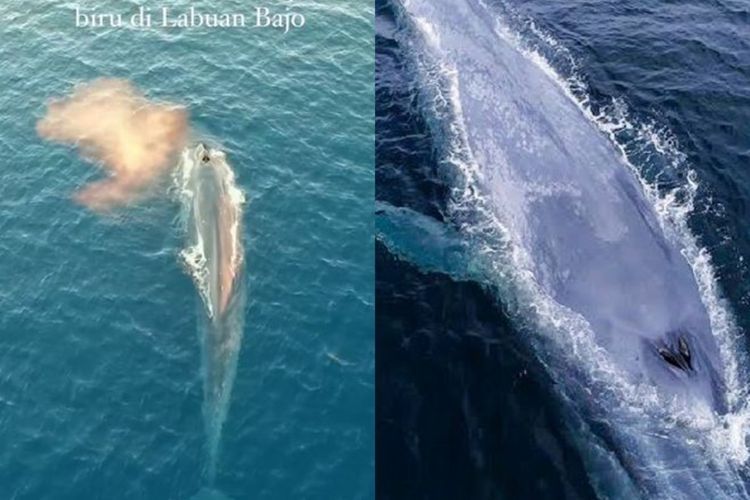 Penampakan Paus Biru Pertama Kali di Labuan Bajo, Pemandangan yang Sulit Didapat
