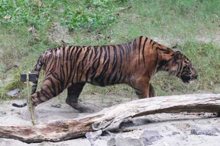 Harimau Masuk Perkebunan Warga di Aceh, Tim BKSDA Turun Atasi Satwa Liar Dilindungi