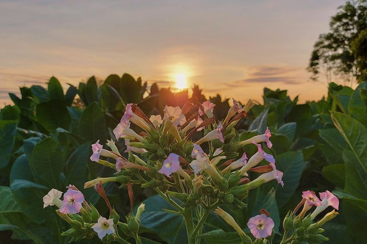 Harga Daun Ini Setara dengan 1 Gram Emas, Sekali Panen Bikin Petani Bahagia!