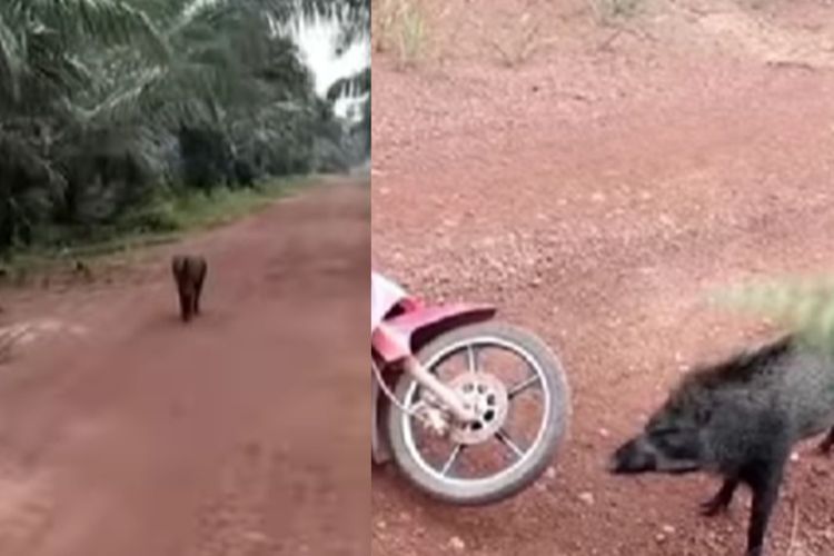 Viral, Detik-Detik Pengendara Motor Diseruduk Babi Hutan, Kualat Merekam Diam-Diam