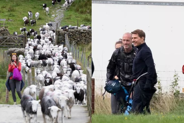 Kru 'Mission: Impossible 8' Biarkan Ratusan Domba Cari Makan di Lokasi Syuting