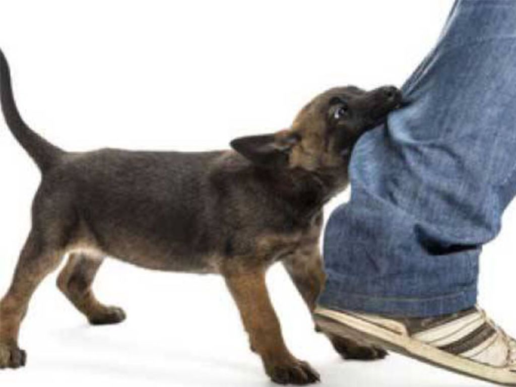 Tak Disuntik Vaksin Rabies, Bocah Usia 4 Tahun Meninggal di Flores Usai Digigit Anjing