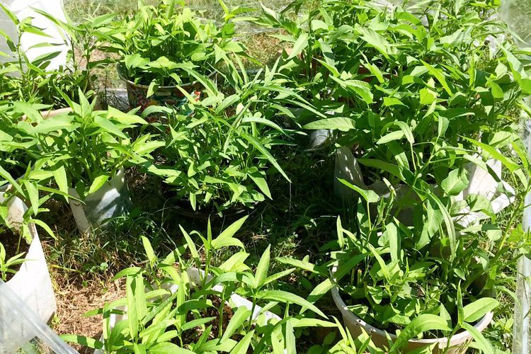 Langka dan Mahal, Harga Kangkung di Amerika Seikat Ratusan Ribu: WNI Lakukan Hal Ini! 