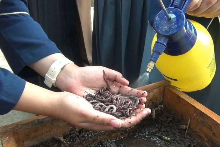 Cara Mudah Dapat Uang Sampingan dari Cacing dan Sampah, Udah Dibuktiin oleh Para Siswa Ini