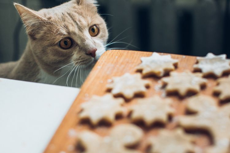 Yummy! Ini 10 Merk Makanan Kucing yang Bagus dan Bernutrisi