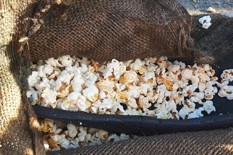 Ini Bukan Popcorn! Jagung Tembak Camilan Populer di NTT, Cara Mengolahnya Bikin Jantungan