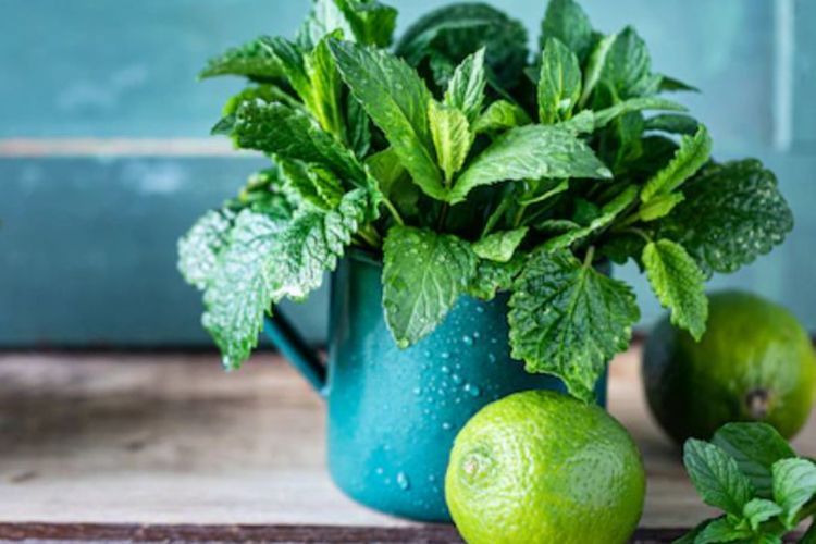 Kesal Komedo dan Jerawat Gak Hilang-hilang? Coba Ramuan Daun Lemon Balm