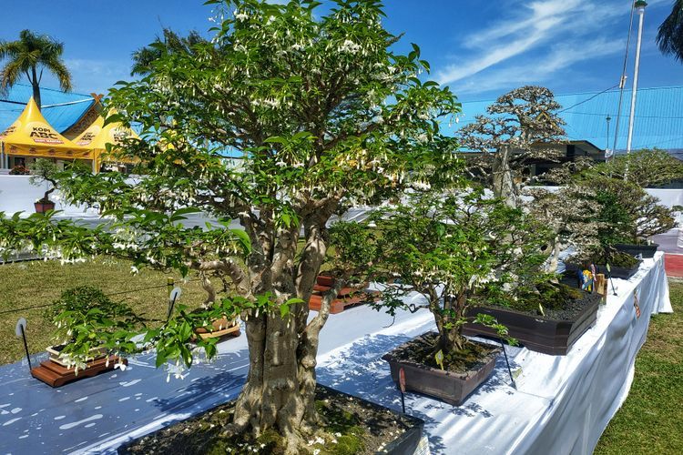 Menghasilkan Cuan, Bonsai Anting Putri Khas Riau Jadi Peluang Bisnis Menjanjikan