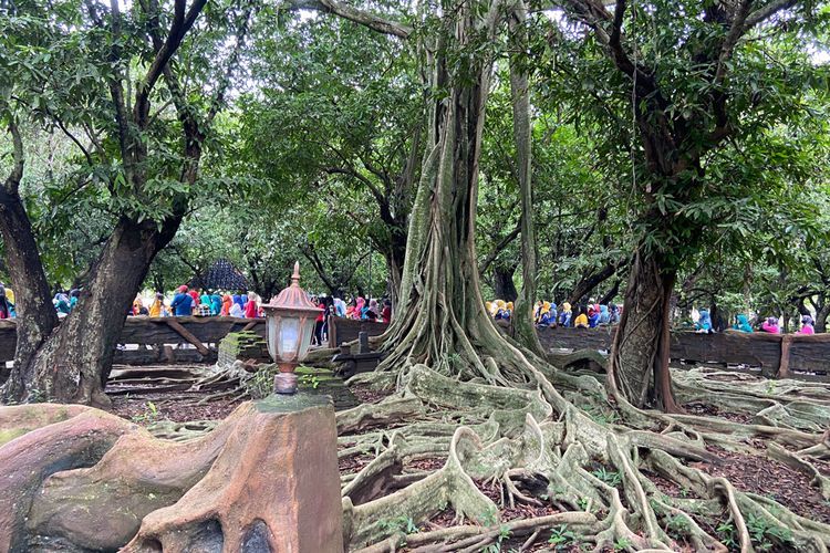 Dulunya Angker, Pohon Ini Jadi 'Keramat' Karena Pernah Dipijak Pangeran Diponegoro!