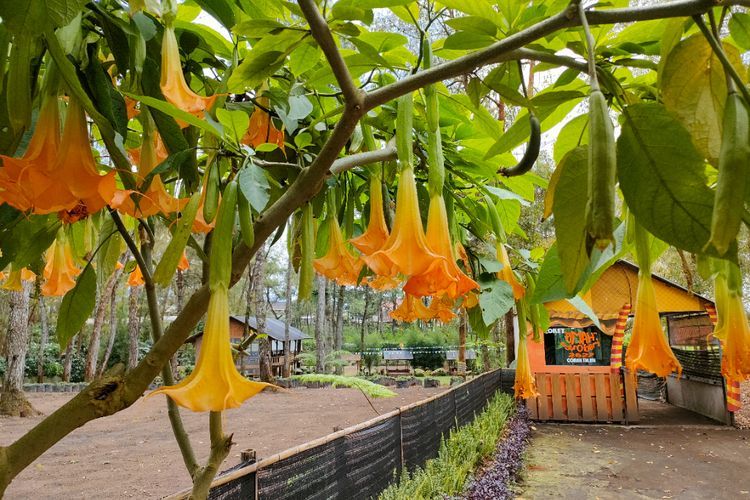 5 Fakta Bunga Trompet yang Mematikan, Semua Bagian Tumbuhan Ini Beracun! 