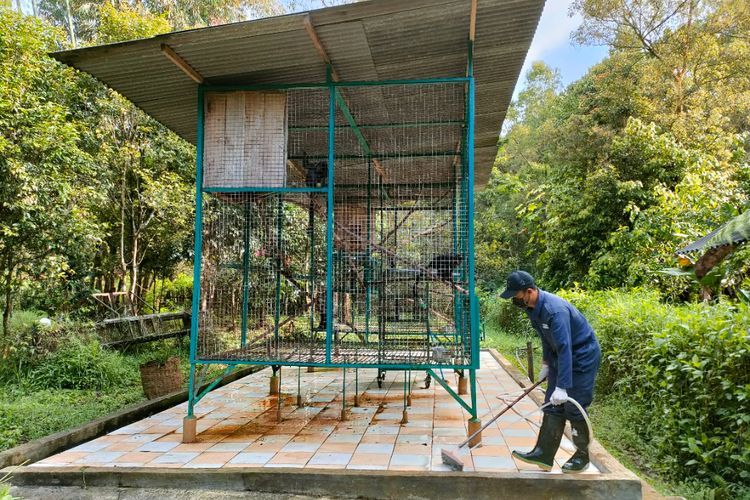 Salut! Pria Ini 20 Tahun Tinggalkan Keluarga Demi Merawat Satwa di Hutan