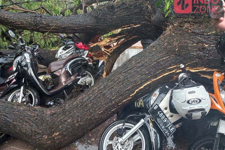 Pohon Besar Tumbang di Balai Kota Akibat Angin Kencang