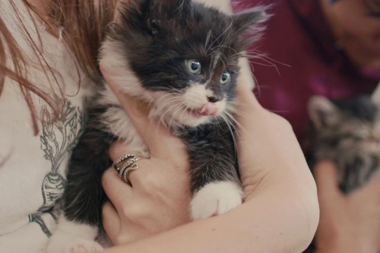 Mengenal Keistimewaan Kucing Lewat 'Inside the Mind of a Cat': No 2 Gak Dimiliki Anjing!