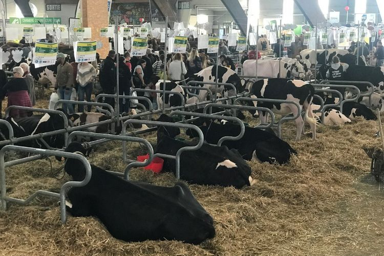 La Ferme s’invite, Pameran Hewan Ternak di Prancis yang Unik Banget: Ada Demo Cukur Domba!